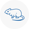 Rat Control Petersfield
