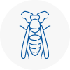 Petersfield Wasp Nest Removal